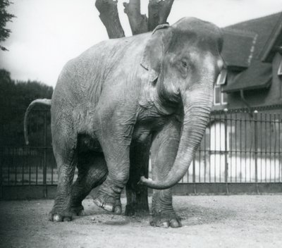 Een Aziatische olifant die zich krabt tegen een dode boom, London Zoo door Frederick William Bond