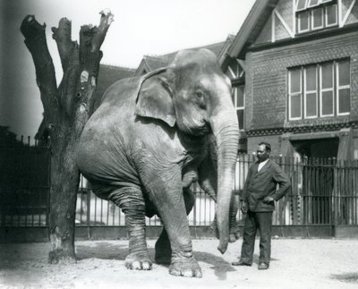 Een Aziatische Olifant die zichzelf krabt tegen een dode boom, terwijl hij op drie poten balanceert, met zijn trainer, Syed Ali, toekijkend, London Zoo door Frederick William Bond