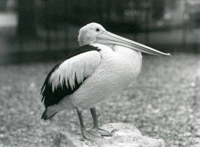 Een Australische Pelikaan staand op een steen in London Zoo in 1929 (zwart-wit foto) door Frederick William Bond