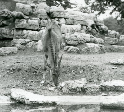 Een eland grazend in het antilopeverblijf in London Zoo in 1929 door Frederick William Bond