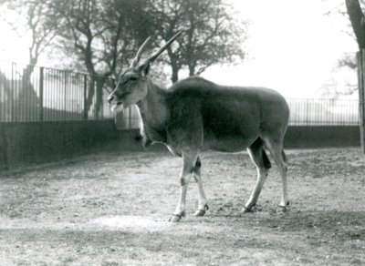 Een Eland in zijn paddock in de London Zoo in juni 1925 door Frederick William Bond
