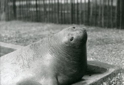 Een zeeolifant rustend in zijn zwembad in de London Zoo in 1930 door Frederick William Bond