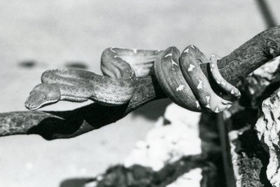 Een smaragdboa met zijn lichaam opgerold langs een tak, London Zoo, oktober 1928 door Frederick William Bond