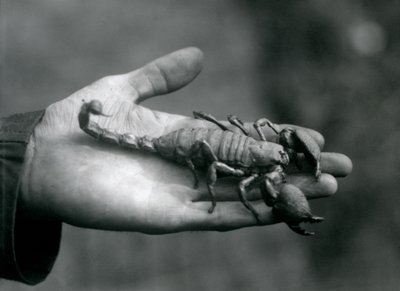 Een Keizerschorpioen in de handpalm van een verzorger, London Zoo, oktober 1925 door Frederick William Bond