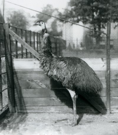 Een Emoe in de Londense Zoo in september 1927 door Frederick William Bond