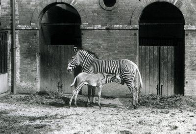 Een Bedreigde Grevy