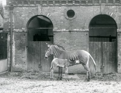 Een Bedreigde GrevysKeizerlijke Zebra die haar veulen voedt, in hun paddock in London Zoo in 1927 door Frederick William Bond