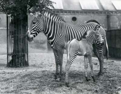 Een Bedreigde Grevy