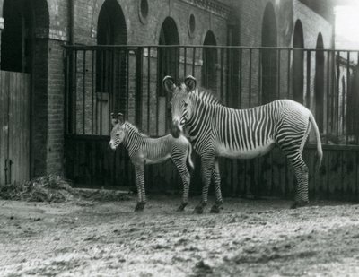 Een Bedreigde Grevy