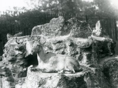 Een Himalaya steenbok rustend op een rotsrichel bij de London Zoo, augustus 1927 door Frederick William Bond