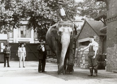 Een Indiase Olifant wordt gewogen door verzorgers in de Londense Dierentuin, augustus 1935 door Frederick William Bond