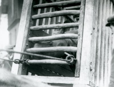 Een Indische Neushoorn kijkt uit zijn houten transportkrat bij aankomst in de London Zoo door Frederick William Bond
