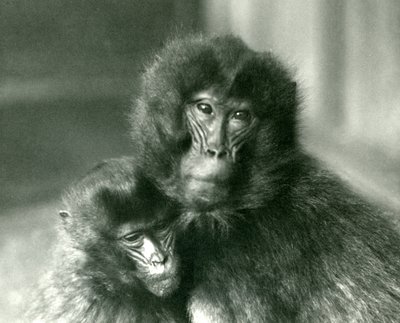 Een volwassen en jonge Gelada-bloedend hart aap in London Zoo in januari 1925 door Frederick William Bond