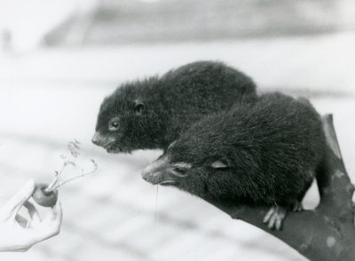 Een volwassen en jonge Westelijke Boomhyrax zitten op een tak en buigen zich over naar een worteltop die voor hen wordt gehouden om te eten, London Zoo door Frederick William Bond