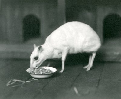 Een albino Javaans ChevrotainJava Muishert die uit een kom eet in London Zoo in 1926 door Frederick William Bond