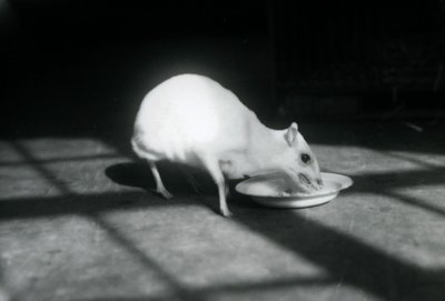 Een albino chevrotain etend uit een schaal, London Zoo, december 1926 door Frederick William Bond