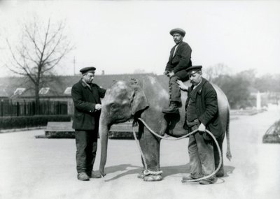 Een baby Indische Olifant met Verzorgers A. Church en H. Robertson in de Londense Zoo, juni 1922 door Frederick William Bond