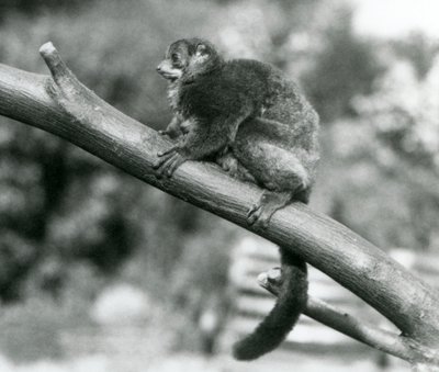 Een bedreigde Coquerel