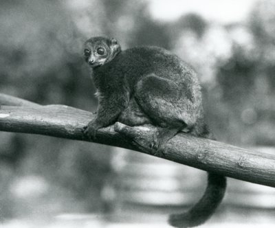 Een bedreigde Coquerel