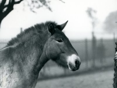 Een bedreigd Przewalski