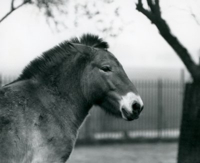 Een bedreigd Przewalskis wild paard staand in zijn paddock in London Zoo, oktober 1927 door Frederick William Bond