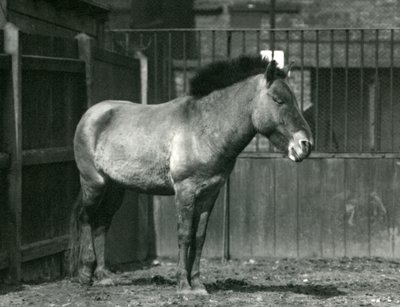 Een Bedreigde Przewalski