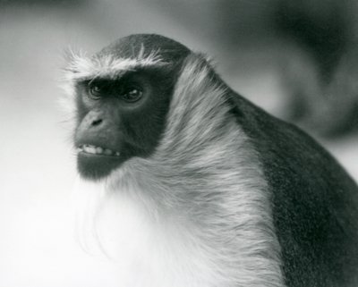 Een bedreigde Roloway-aap in de London Zoo, 1927 door Frederick William Bond