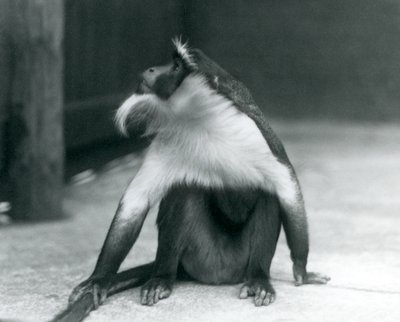 Een bedreigde Roloway Aap zittend op de grond, omhoog kijkend, terwijl hij zijn staart vasthoudt, London Zoo, 1927 door Frederick William Bond