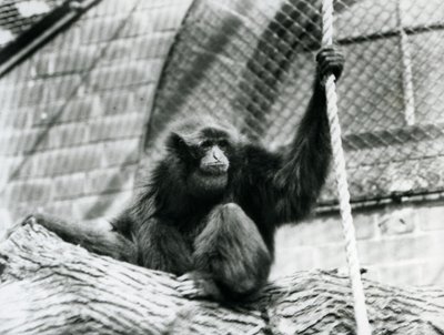 Een Bedreigde Siamang Gibbon zittend op een stam, houdend een touw, London Zoo, 1927 door Frederick William Bond