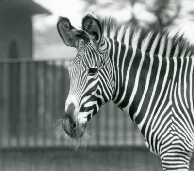 Een vrouwelijke/jenny bedreigde Grevy