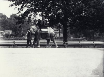 Aziatische olifant 