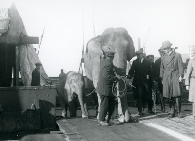 Aziatische olifanten stappen uit een boot op weg naar London Zoo in 1927 door Frederick William Bond