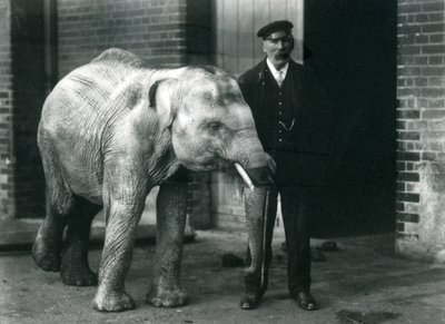 Baby Aziatische Olifant met verzorger Charles Eyles, London Zoo, november 1915 door Frederick William Bond