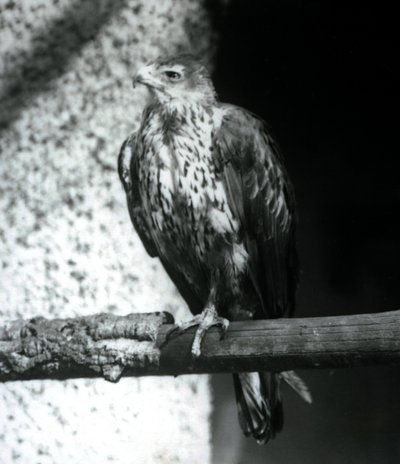 Bonelli