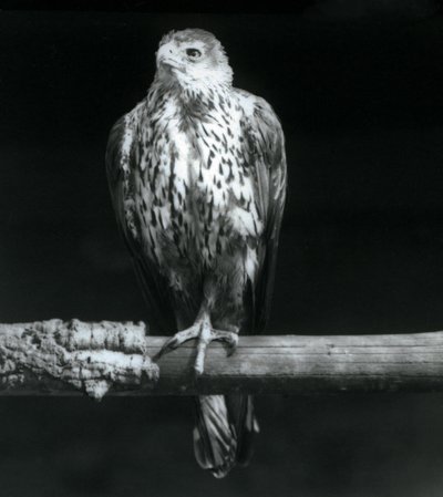Bonelli
