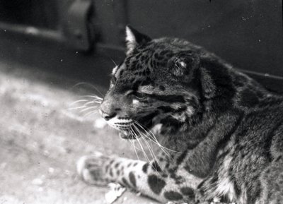 Nevelpanter, 1922 door Frederick William Bond