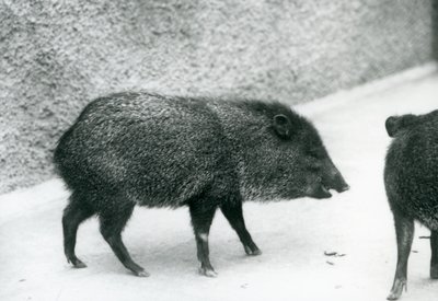Kraagpekari