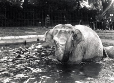 Olifant in bad door Frederick William Bond