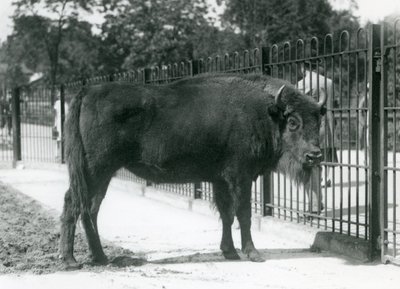 Europese bizon 