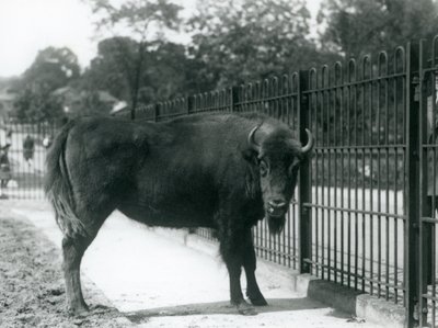 Europese Bison Georgina bij de tralies van haar verblijf, London Zoo, 12 augustus 1926 door Frederick William Bond