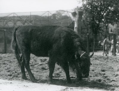 Europese Bison Julia etend van het gras in haar verblijf, London Zoo, 12 augustus 1926 door Frederick William Bond