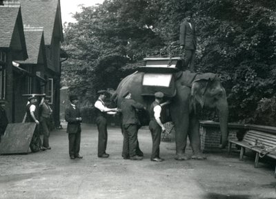 Vrouwelijke Aziatische olifant 
