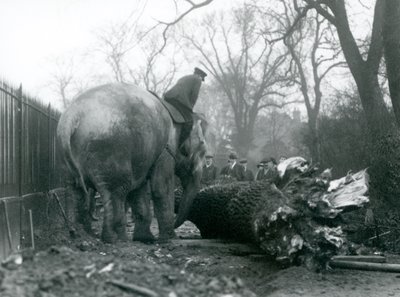 Vrouwelijke Aziatische olifant, 