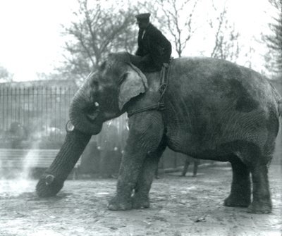 Vrouwelijke Aziatische olifant, 