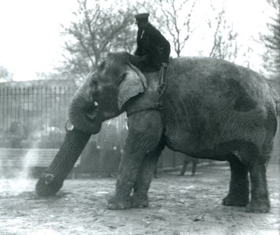 Vrouwelijke Aziatische Olifant, Indiarani, verplaatst hout met haar slurf, terwijl haar verzorger op haar rug zit en haar aanstuurt, London Zoo door Frederick William Bond