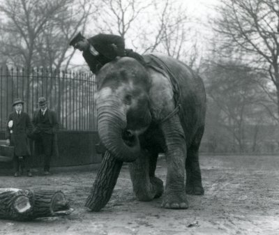 Vrouwelijke Aziatische olifant, Indiarani, verplaatst hout met haar slurf, terwijl haar verzorger op haar rug zit en haar dirigeert en twee andere mensen toekijken, London Zoo, 1925 door Frederick William Bond