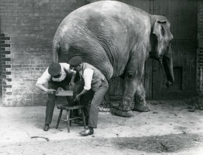 Vrouwelijke Aziatische olifant Sundermalah krijgt haar voeten verzorgd door haar verzorgers in de London Zoo, augustus 1926 door Frederick William Bond