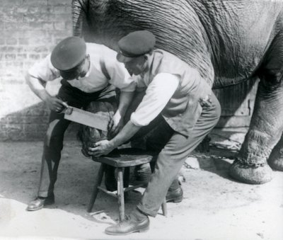 Vrouwelijke Aziatische olifant Sundermalah krijgt haar voeten verzorgd door haar verzorgers in de London Zoo, augustus 1926 door Frederick William Bond