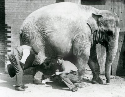 Vrouwelijke Aziatische olifant Sundermalah krijgt haar voeten verzorgd door haar verzorgers in de London Zoo, augustus 1926 door Frederick William Bond