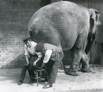 Vrouwelijke Aziatische olifant krijgt haar voeten verzorgd door haar verzorgers in de London Zoo, augustus 1926 door Frederick William Bond